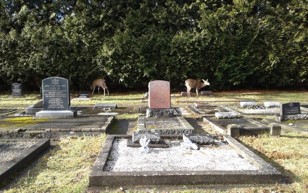 A Living Space: On Cemeteries, Emotions, and Connection with the Past