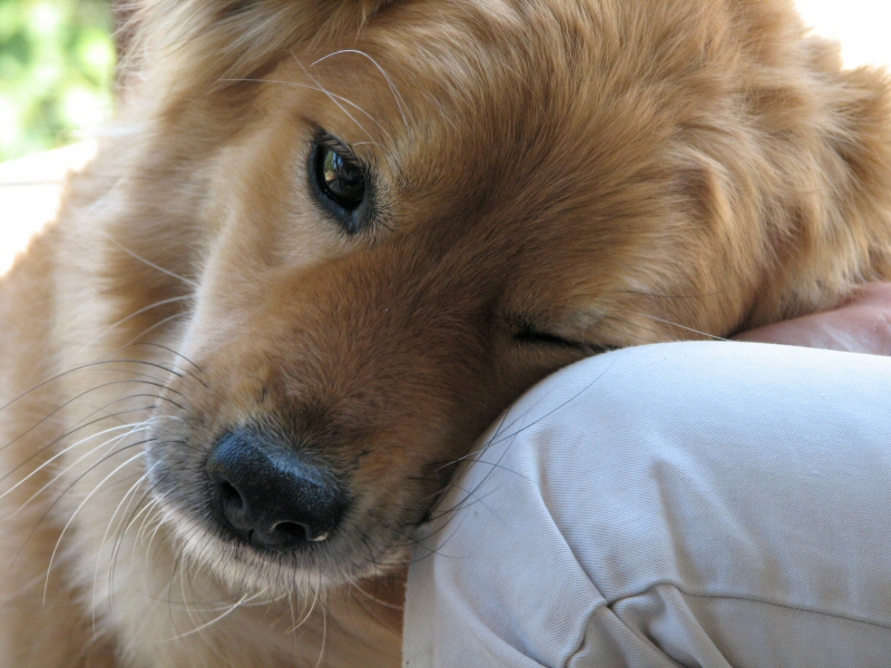 What makes dogs so special and successful? Love. – Animals & Society  Research Initiative