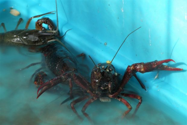 lobsters in tank