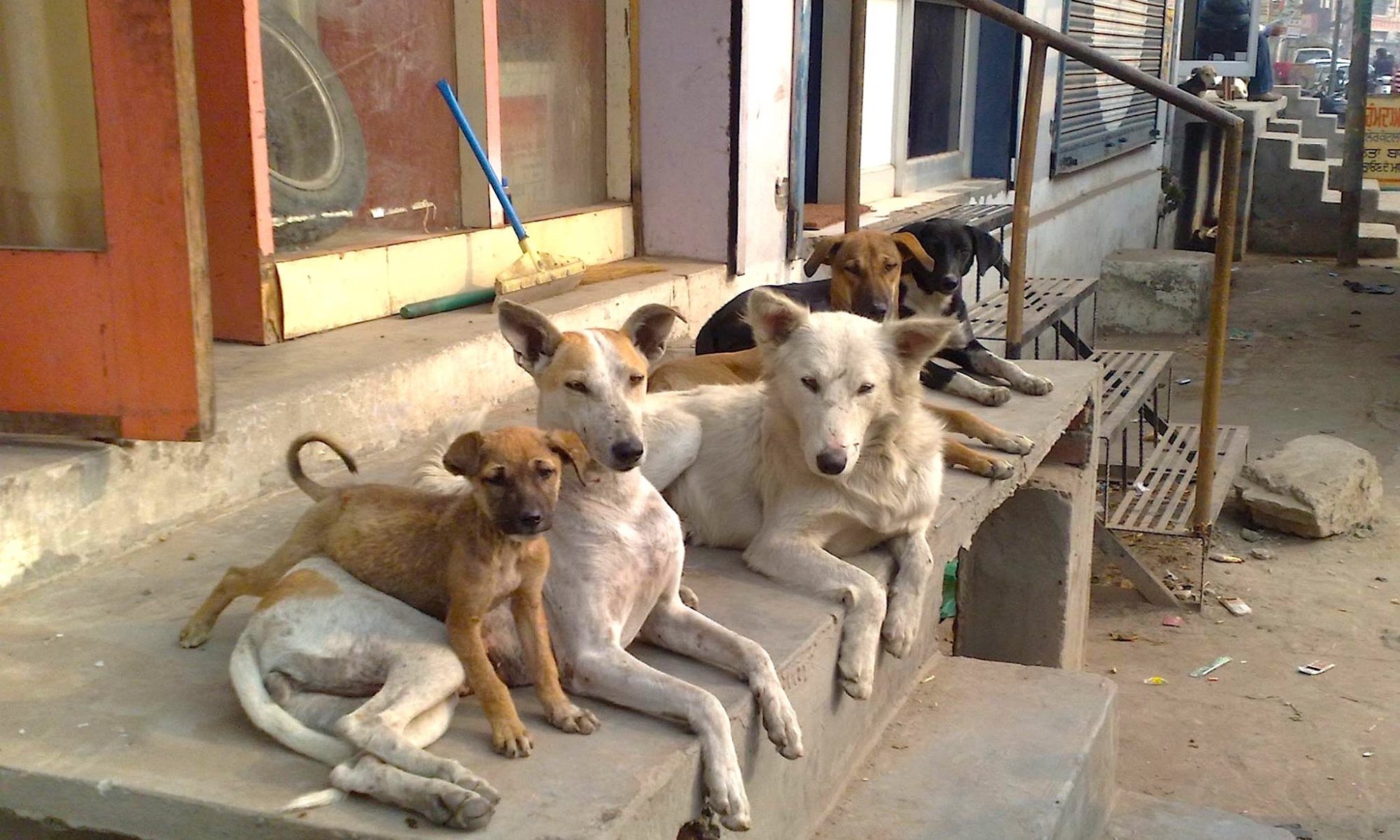 street dog – Animals & Society Research Initiative