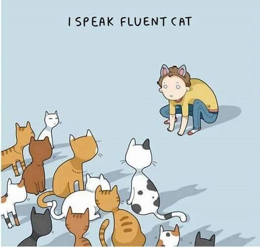 I speak fluent Cat