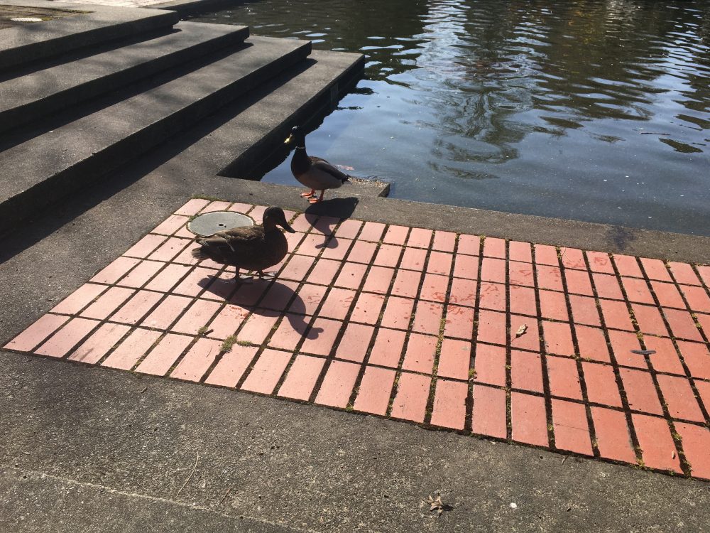 More Duckies!
