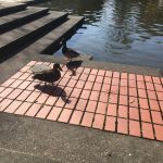 More Duckies!