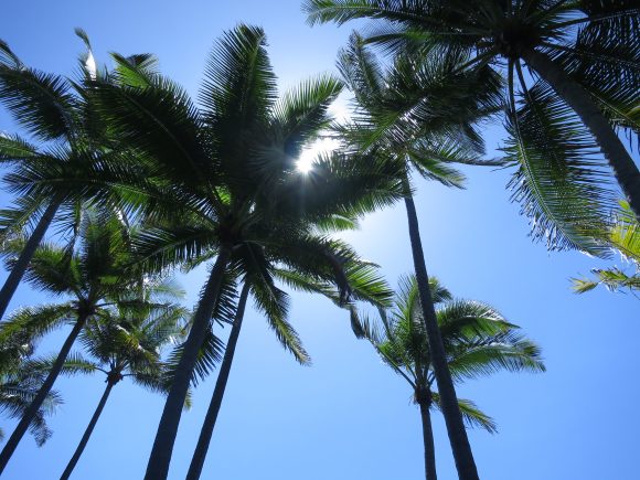 Palm trees Hawaii