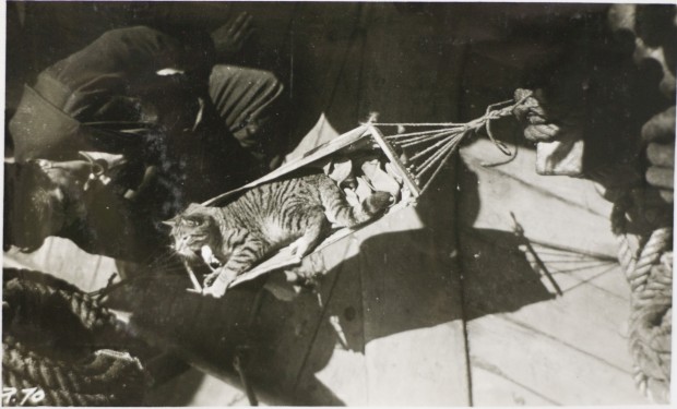 Ginger lounging in his hammock  photo source: Maritime Museum of British Columbia