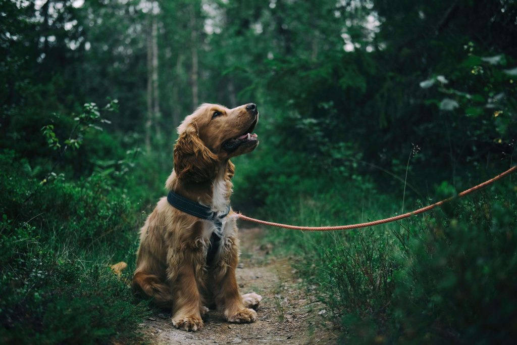 Dog on a leash sitting on a trail. 