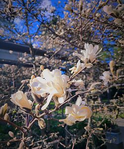 Ooooh, look! It's spring on campus!