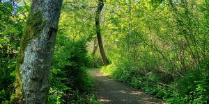 Refreshing spring vibes on the UVic campus