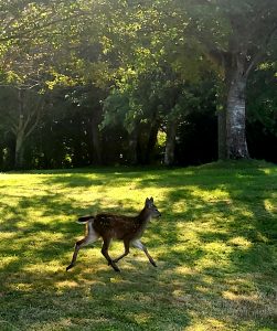 An immature deer on campus