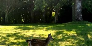 An immature deer on campus