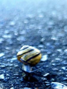 A Vancouver Island snail making its way slowly but surely to its destination.