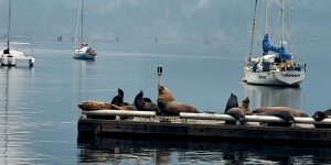 The photo shows sea lions on a dock during their annual migration through Cowichan Bay.