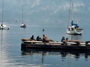 The photo shows sea lions on a dock during their annual migration through Cowichan Bay.