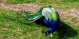 The photo shows George the peacock on a campus lawn.