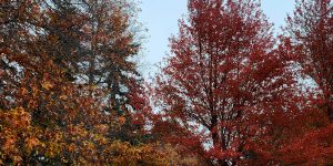 The photos shows a stunning fall day on UVic's campus, with rust-coloured leave on trees and covering the ground.