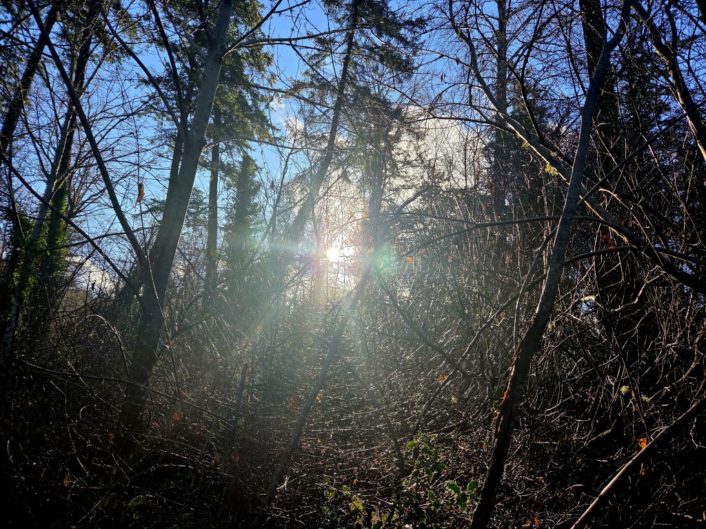 The picture shows the sun shining through vines and trees on a winter day