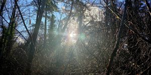 The picture shows the sun shining through vines and trees on a winter day