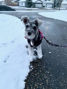 Small grey wearing a black and red jacket standing on a sidewalk outside in the snow. 