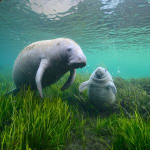 Two manatees near sea gras