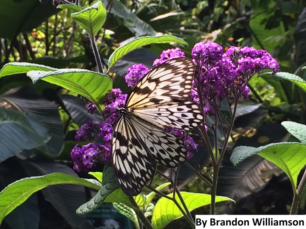 Brandon Williamson - Butterfly-
