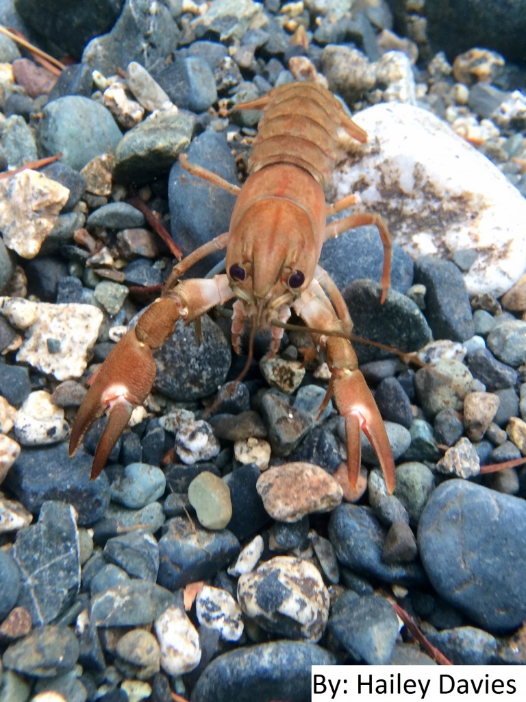 Crayfish in Nanaimo - Hailey Davies (inst- davies.hailey)