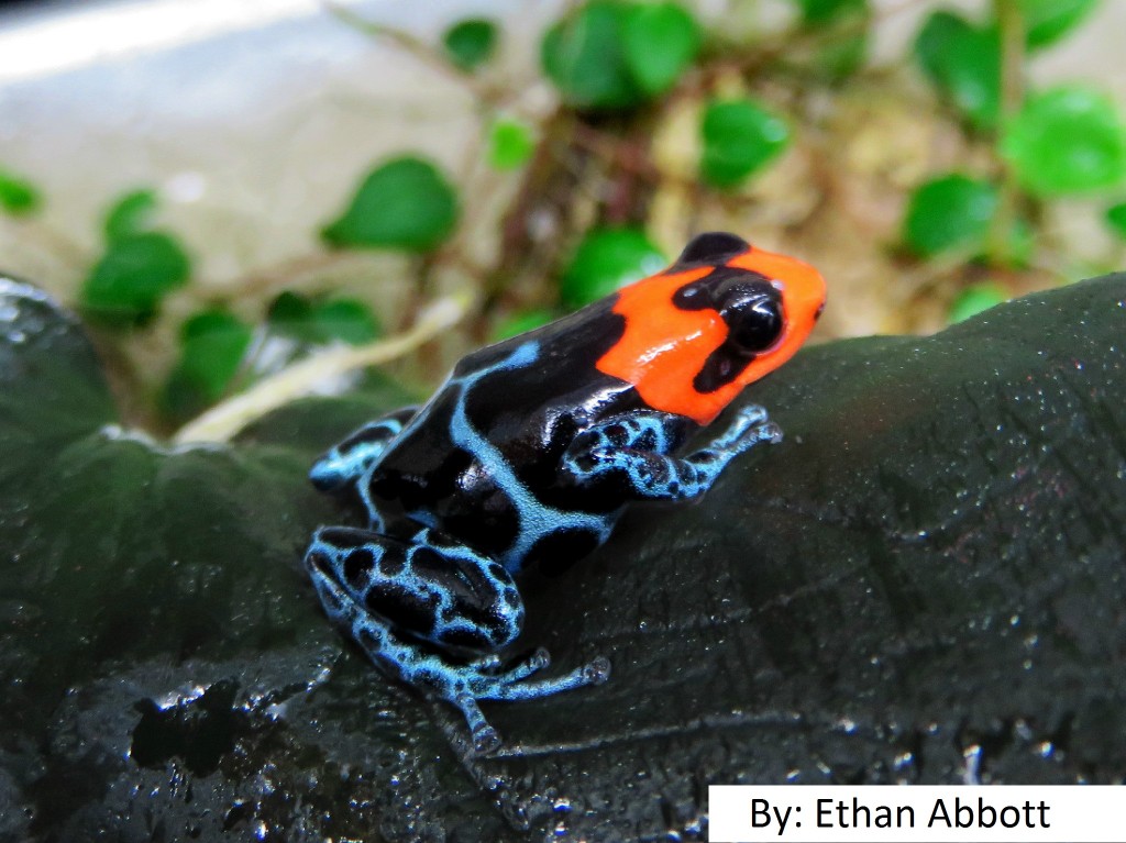 Ethan Abbott (@ethan_exotics) - Ranitomeya Benedicta - Tree Frog