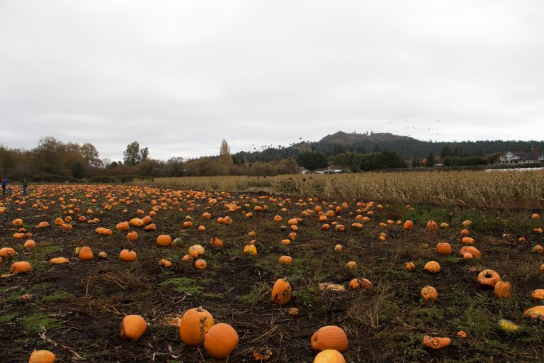 Galey Farms vs. Vancouver Island Corn Maze MyUVic Life