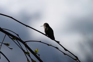 bird on branch
