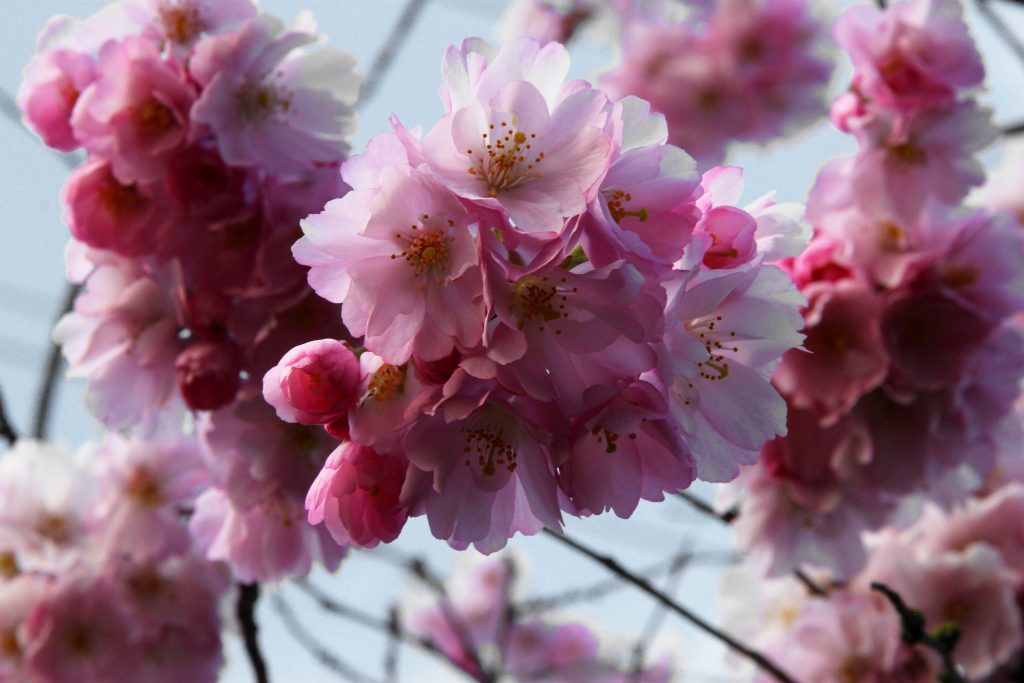 An Ode To Cherry Blossoms – MyUVic Life