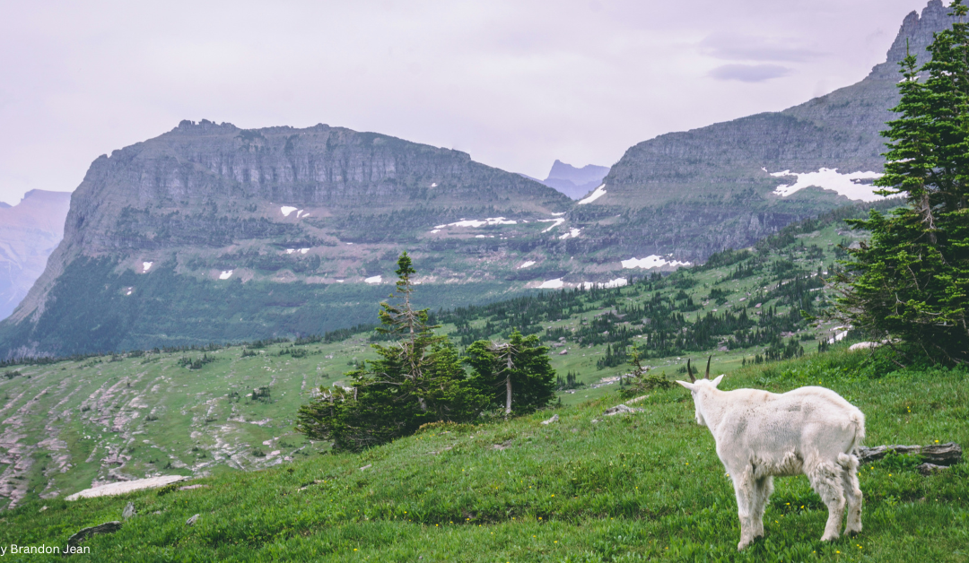 An image of a white mountain goat grazing on a lush green hillside. In the background, towering rocky mountains with patches of snow can be seen under a cloudy sky. The image captures the serene and majestic beauty of nature.