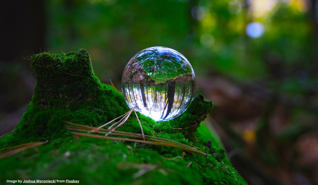 A lush forest setting with a globe at the focal point on the log, through the globe shows a distorted reality of the scene.