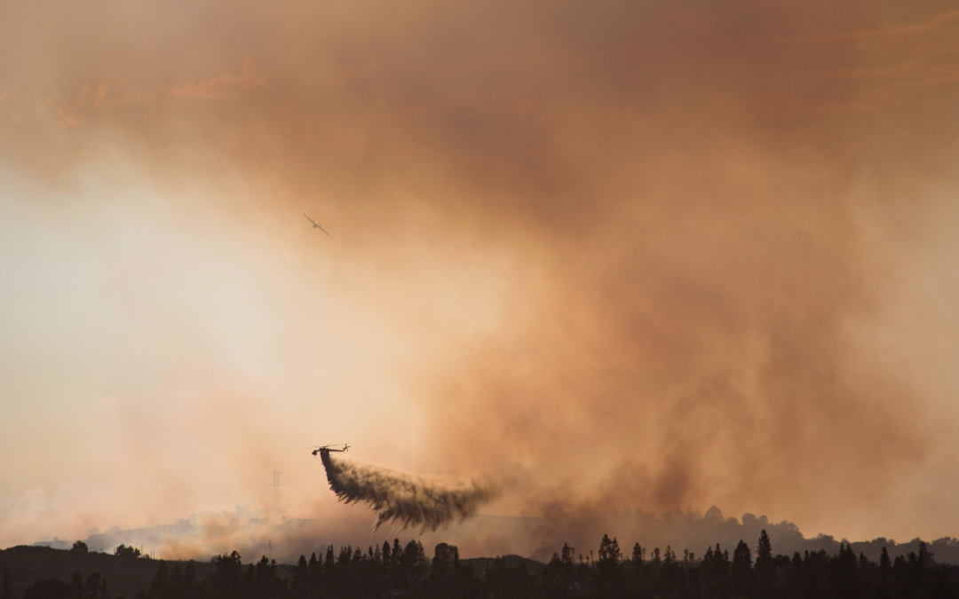 Fueling the Flames: Climate Change, Pine Beetles, and Jasper’s Wildfires