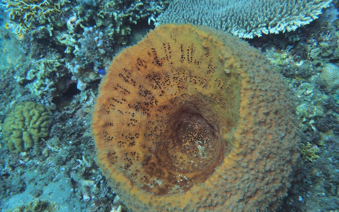 Sneezing sea sponge teaches scientists about B.C.’s changing oceans