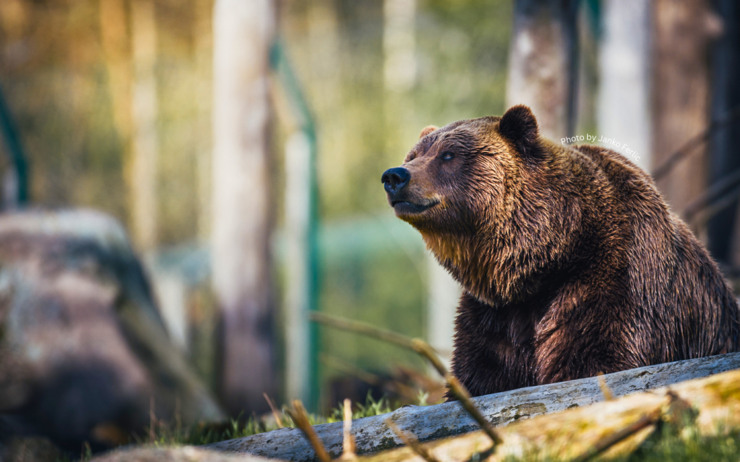 Bear Tracks and Tourism: Understanding Human-Wildlife Interactions