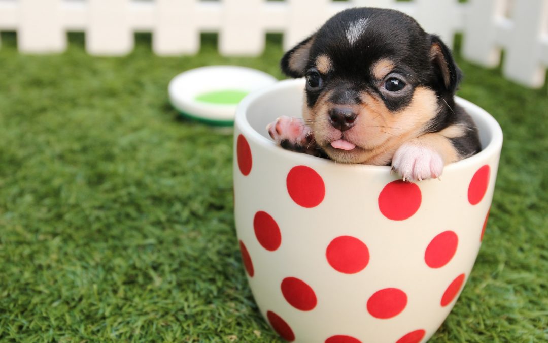 Puppy in a teacup
