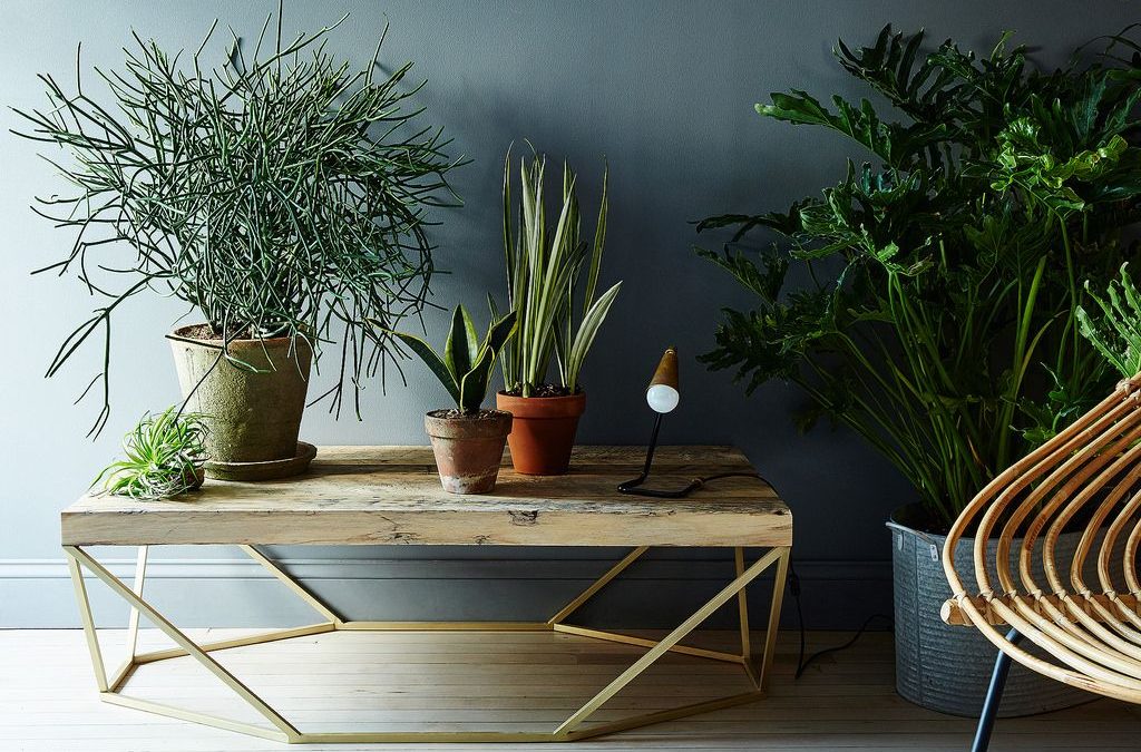 Cute House Plants Can Boost Your Mental Health