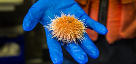 A gloved hand holds an anemone