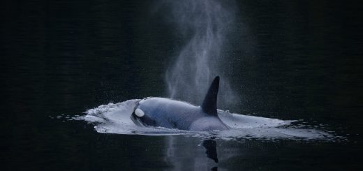 Orca breaching still waters