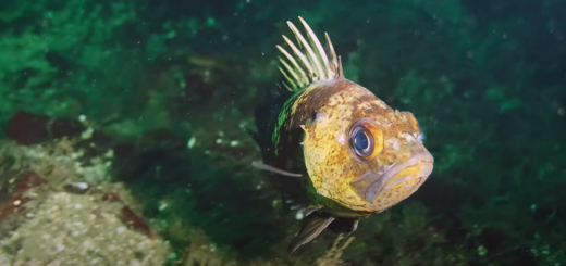 Close up of a small yellow fish