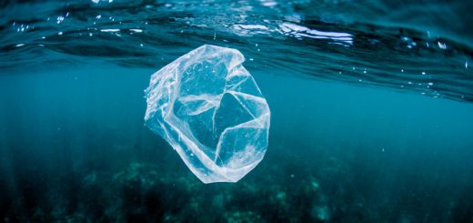 Plastic bag floats in water