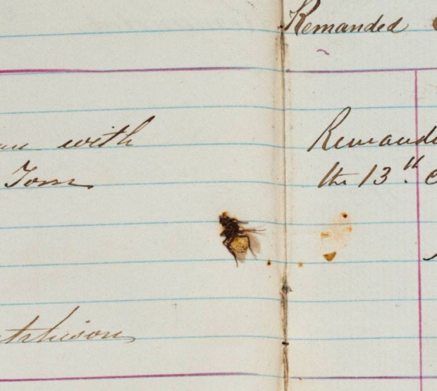 Housefly flattened in the pages of a Victoria Police logbook from 1874.