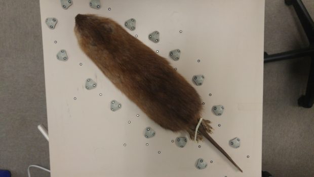 muskrat