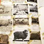 yellowed tape covers the corners of pictures of sheep