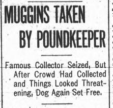 A Daily Colonist headline that describes the arrest of muggins.