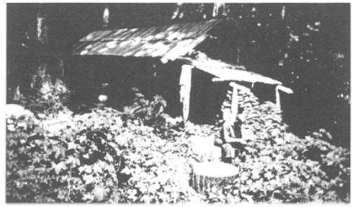 One of the Deserter Cabins inhabited by Goodwin and others. Source: Roger Stonebanks, Fighting For Dignity: The Ginger Goodwin Story (St John's: Memorial University of Newfoundland, 2004), 98.