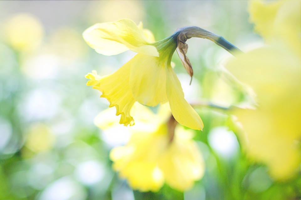 April is Daffodil Month