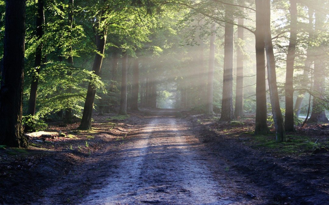 Empty rural path into the sunshine