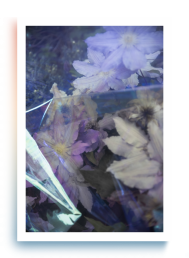 Geen | Cellophane Flowers: Clematis | Digital Photograph