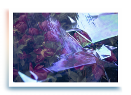 Geen | Cellophane Flowers: Peony | Digital Photograph