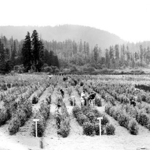 A farm at Keatings near Victoria, BC, 1920's. Source: BC Archives, 198210-004